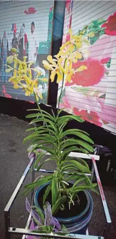  ??  ?? SPESIES Aranda Loga mengeluark­an bunga pertama pada 8 Februari tahun lalu.