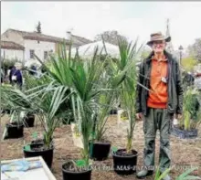  ?? ?? Les palmiers de Monsieur Delmas, producteur.