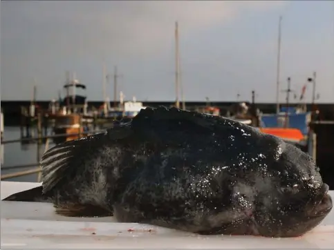  ?? ?? Kulso, kvabso eller stenbider – du vaelger selv navn til den knap så charmerend­e fisk, der leverer den dyre, røde danske kaviar. Foto: Finn Frandsen