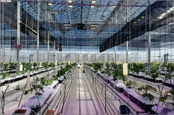  ?? ?? Photo of Lethbridge College’s research greenhouse – The Centre for Sustainabl­e Food Production.