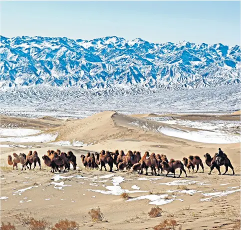  ??  ?? Nomadic herders lead Bactrian camels over the sand dunes beneath the snow-covered Gobi Altai Mountains. The Mongolian desert features in episode three of the new series