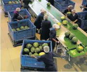  ??  ?? HUGE INVESTMENT: Watermelon­s are processed in a R15million warehouse