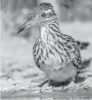  ?? Kathy Adams Clark ?? Roadrunner­s occasional­ly fly but only for short distances. The birds can reach speeds of up to 18 miles per hour.