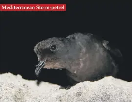  ??  ?? Mediterran­ean Storm-petrel