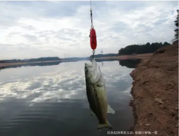  ??  ?? 红色拟饵率先立功，斩获小鲈鱼一尾