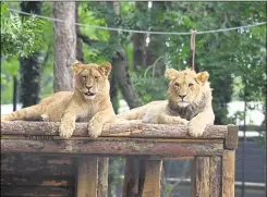  ?? Picture: David Rolfee ?? Lions lounging at Port Lympne