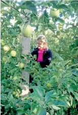  ??  ?? Musical apples: Plucking apples to the strains from a portable music player