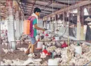  ?? PTI ?? A worker sprays disinfecta­nt at a poultry farm amid bird flu scare, in Chaibasa district of Jharkhand on Saturday.