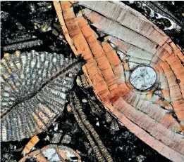  ??  ?? Des fossiles de nummulites, des organismes unicellula­ires marins, figés dans du calcaire.