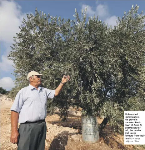  ?? AFP; Tanya Habjouqa / Noor ?? Mohammed Hammoudi in his grove in the West Bank town of Asira Al Shamaliya; far left, the barrier that keeps farmers from their land