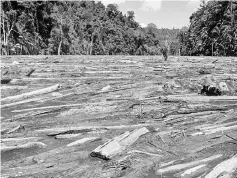  ??  ?? The debris upriver has caused difficulti­es to Long Jawe and Long Busang folk.