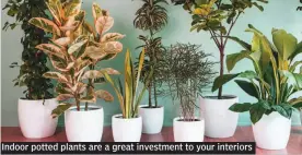  ??  ?? Indoor potted plants are a great investment to your interiors