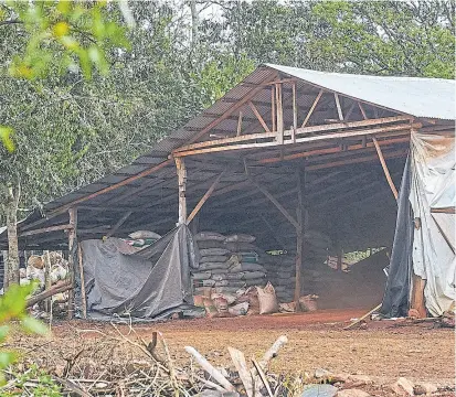  ??  ?? Las bolsas de soja se acopian en galpones improvisad­os hasta que jornaleros las transporte­n a Brasil