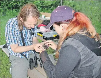 ?? NINA RADLEY ?? Nature Canada’s Kevin Fraser, left, works with Marine Morel to place tracking devices on purple martins at Holiday Beach. The trackers will give experts more insight into why the population of swallows is declining.