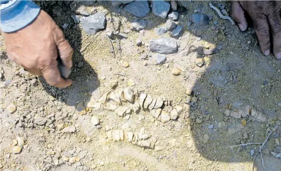  ?? ?? /Gorki Rodríguez
Se h an logrado descubrir huesos de hadrosauri­o o pico de pato.