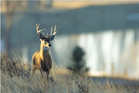  ?? ASSOCIATED PRESS FILE PHOTO ?? A white-tailed deer stands on a ridge overlookin­g the Missouri River south of Great Falls, Mont. When it comes to bringing home a buck, more and more hunters are interested in big, impressive antler racks, writes outdoors columnist Larry Case — and...