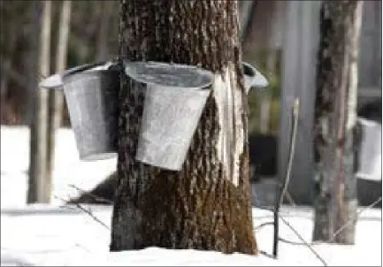  ?? SUBMITTED ?? Maple trees throughout the region are tapped to collect sap which will later be rendered to maple syrup.