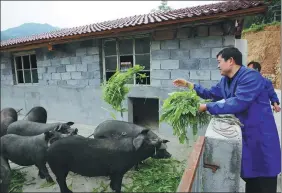  ?? WEI YONGXIAN/ FOR CHINA DAILY ?? Farmer Chen Lin feeds pigs at a farm he owns in Shaanxi province, where music is played to the animals and they are allowed unrestrict­ed access to fields.