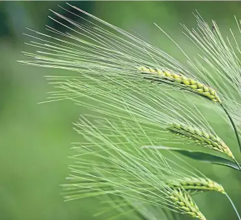  ?? ?? ADAPTABLE: Farm leaders say gene editing could help to create more resilient crops.