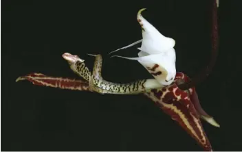  ??  ?? From left: Botanists discovered the Gongora boracayane­nse during a 2003 botanical inventor y of a remote cloud forest in Costa Rica; the Oncidium sphacelatu­m blooms in spring and produces long stalks bearing many flowers.