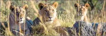  ??  ?? WAITING AND WATCHING: Lions at the Okavango Delta in Botswana Yellow Zebra Safaris