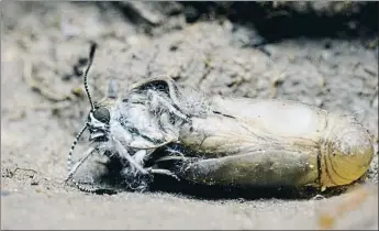  ?? WANDA ?? Impostora. Las hormigas crían la larva de la mariposa hormiguera oscura, que simula ser una de ellas. Al salir de la crisálida huye del hormiguero para evitar la ira de las obreras carnívoras al detectar el engaño.