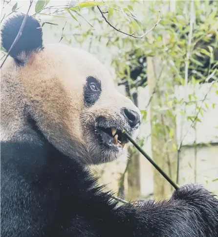  ?? PICTURE: IAN GEORGESON ?? 0 Christine Jardine is planning a visit to the pandas at Edinburgh Zoo