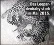  ??  ?? Das Leopardenb­aby starb im Mai 2015.