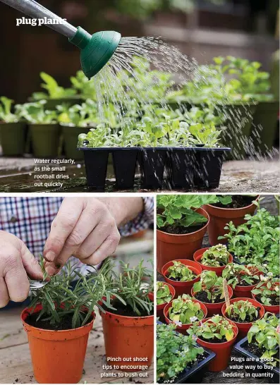  ??  ?? Water regularly, as the small rootball dries out quickly Pinch out shoot tips to encourage plants to bush out Plugs are a good value way to buy bedding in quantity