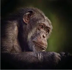  ??  ?? “Portrait of an Elderly Chimp II”
Photograph­y Digitally Altered