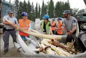  ??  ?? Trois cent soixante-dix-huit kilos d’ivoire, issus d’un commerce illégal, avaient été détruits il y a quelques mois,à Valbonne. (Photo Eric Ottino)