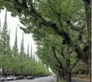  ?? NORIHIRO HARUTA/AP FILE ?? The project in Tokyo’s Jingu Gaien park area faces mounting opposition from local residents.