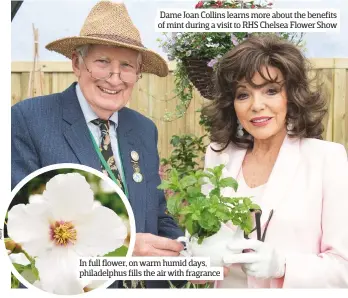  ??  ?? Dame Joan Collins learns more about the benefits of mint during a visit to RHS Chelsea Flower Show In full flower, on warm humid days, philadelph­us fills the air with fragrance