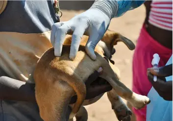  ?? EDIÇÕES NOVEMBRO ?? Hospitais de Luanda têm vacinas anti-rábica disponívei­s, mas os técnicos desconhece­m