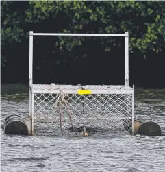  ?? Pictures: STEWART McLEAN, ANNA ROGERS ?? GOTCHA: Rosie the crocodile (below) has been trapped at Machans Beach (above).