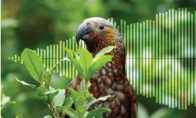  ?? Illustrati­on: Guardian Design/Hagen Hopkins ?? A kākā at Zealandia ecosanctua­ry, Wellington, New Zealand.