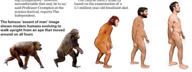  ??  ?? The famous ‘ascent of man’ image shows modern humans evolving to walk upright from an ape that moved around on all fours