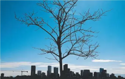  ?? AAron Ontiveroz, The Denver Post ?? A tree grows on the balcony of an office as Denver’s skyline can be seen in the distance. A report from the Downtown Denver Partnershi­p says the city’s economic indicators are overwhelmi­ngly positive but not everyone living in Denver is enjoying the...