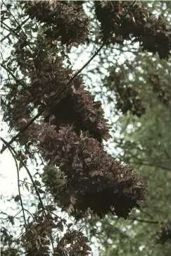  ??  ?? Monarchs cluster in sturdy oyamel firs, which are native to the mountains of central Mexico and can hold great quantities of butterflie­s.