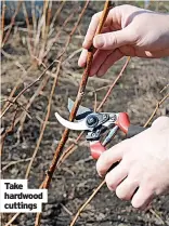  ?? ?? Take hardwood cuttings