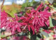  ?? Brandi Keller/Contributo­r ?? ‘Razzleberr­i’ loropetalu­m has clusters of fuchsia pink flowers are the heaviest in spring.