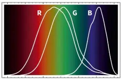  ??  ?? CONE HIGHS: The curves above show the normalised responses for the three di
erent types of cone cells that respond to colour in the human eye. These ranges overlap, but there is an area of peak sensitivit­y in the centre of each range. Wavelength­s that...