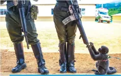  ?? — AFP ?? COLOMBIA: A monkey plays with the rifle of a Colombian police woman in an unarmed zone known as territoria­l spaces of training and reincorpor­ation (ETCR in Spanish).