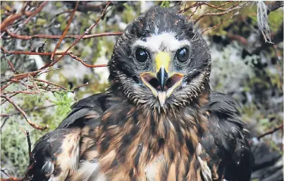  ??  ?? Calluna, the satellite-tagged hen harrier which was reported missing.