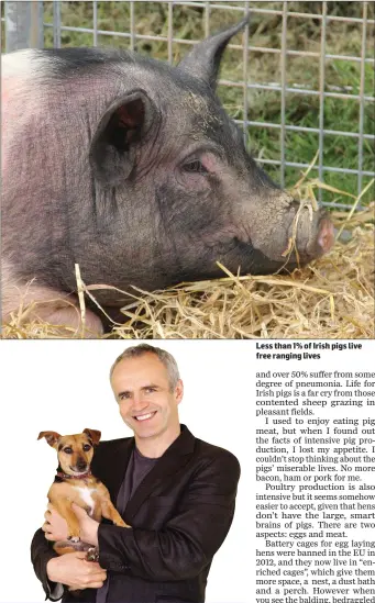  ??  ?? Less than 1% of Irish pigs live free ranging lives