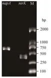  ??  ?? 图 2 Hg-7功能基因napa和­nirk扩增电泳图F­ig. 2 Electropho­retogram of napa and nirk gene of strain HG-7 by PCR amplificat­ion