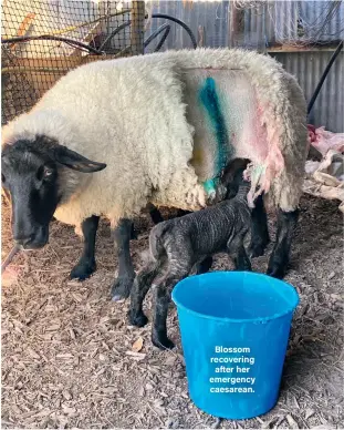  ??  ?? Blossom recovering after her emergency caesarean.