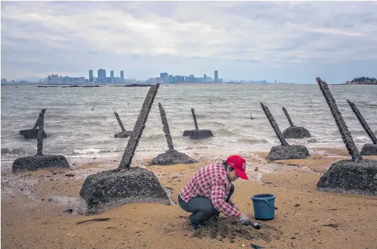  ?? Bryan Denton/ the new york times ?? Un buscador de almejas junto a obstáculos en la playa de la isla taiwanesa de Kinmen; al fondo, la ciudad