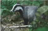  ??  ?? Badgers are one of the worst offenders