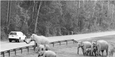  ??  ?? Pygmy elephants about to cross a road in the Kinabatang­an area.